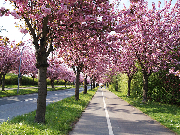 道路行道樹—櫻花